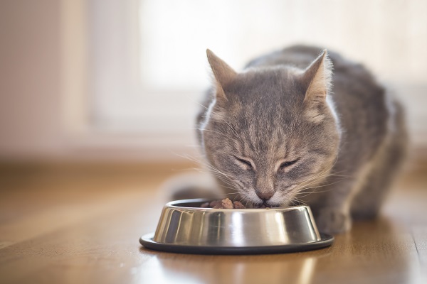 Como o perfil nutricional pode ser relevante na saúde dos felinos