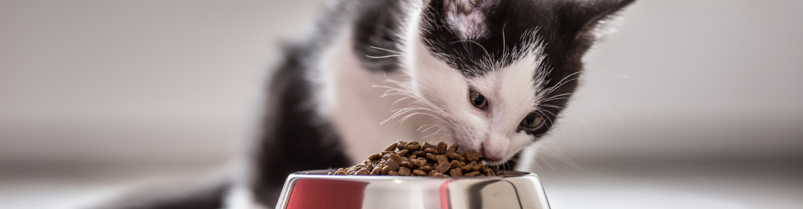 Como o perfil nutricional pode ser relevante na saúde dos felinos